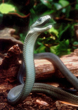 Mamba negra