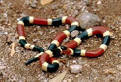 Coralillo
